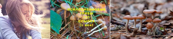 прущая мука Вязники